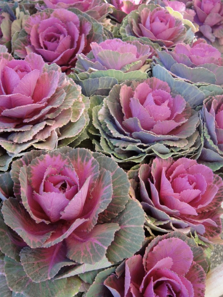 Figuring out farmers' markets