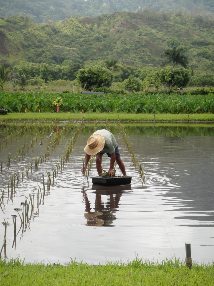 A Tropical Taste of my Travels- A Hawaiian Farmer's Market